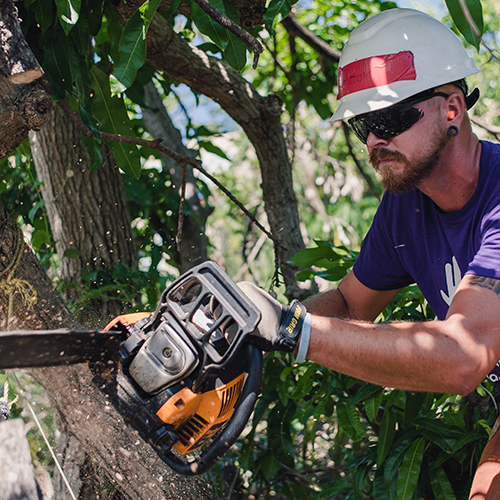Chainsaw work to remove fallen trees
