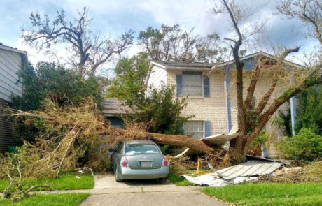 Fallen Tree Hurricane Ida