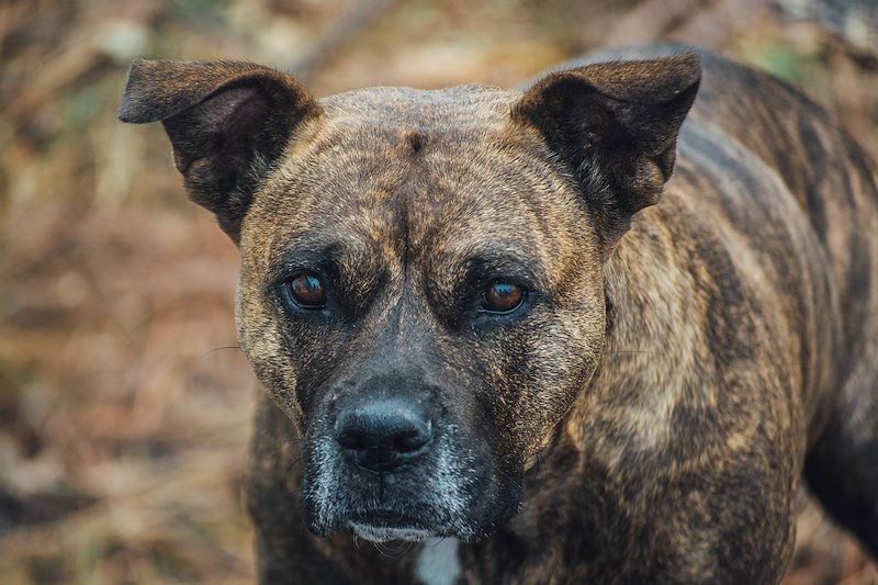 florida_michael_hurricane_response_dog