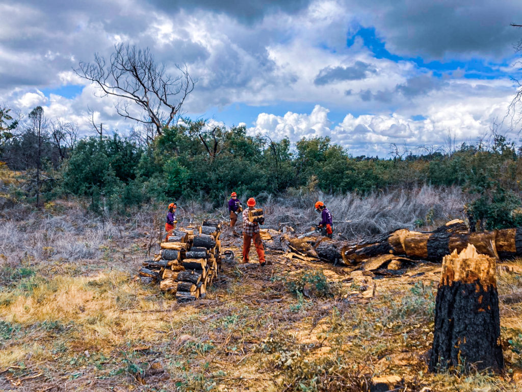 Volunteering clearing cut down trees from their chainsaw work.